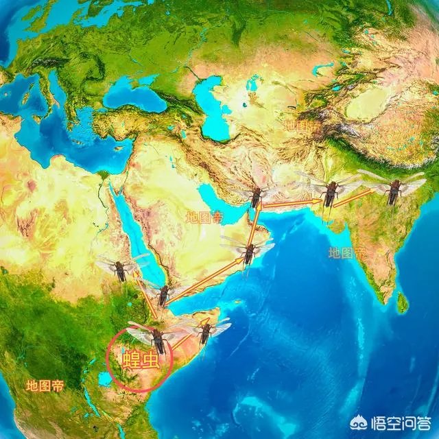 非洲蝗虫成灾，已影响印度和巴基斯坦，会传入中国吗？