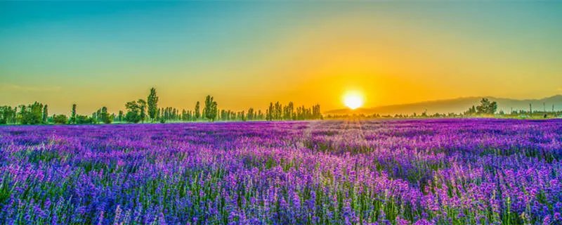 薰衣草精油十大品牌排行榜 薰衣草精油的十大品牌排行榜