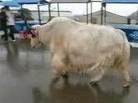 去西藏旅游的真实情况是什么？