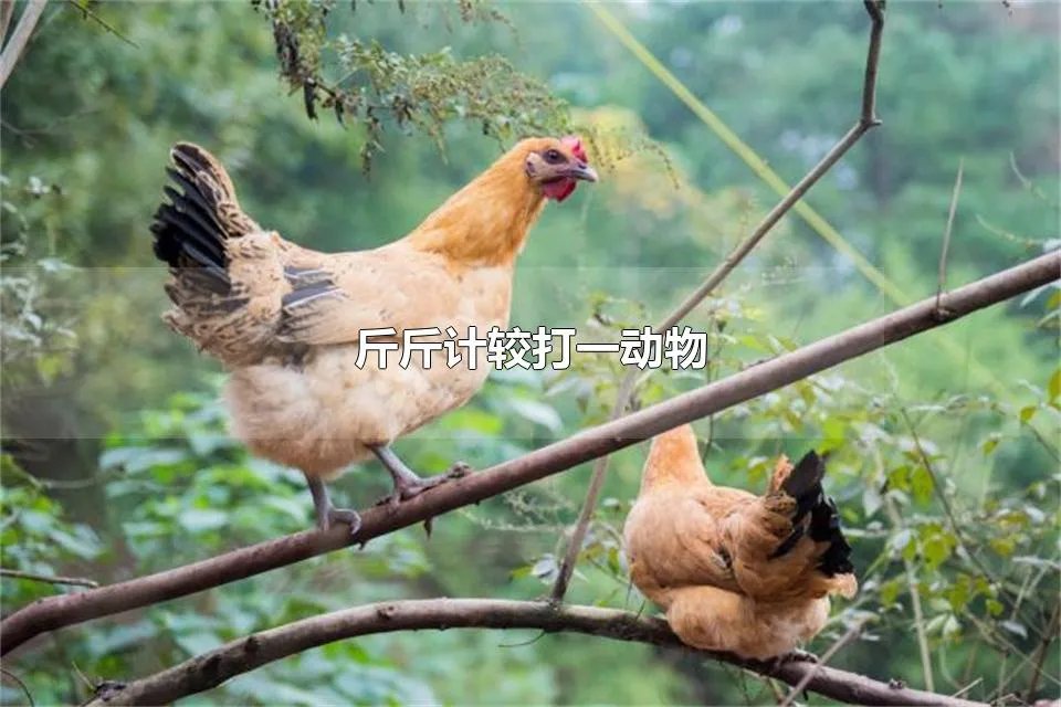 斤斤计较打一动物 三五成群打一生肖动物