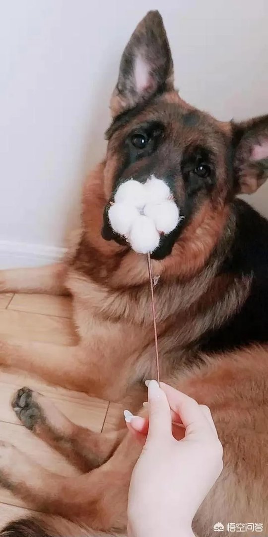 杭州试点“公共遛犬区”，市民终于能带爱犬晒太阳了，你怎么看？