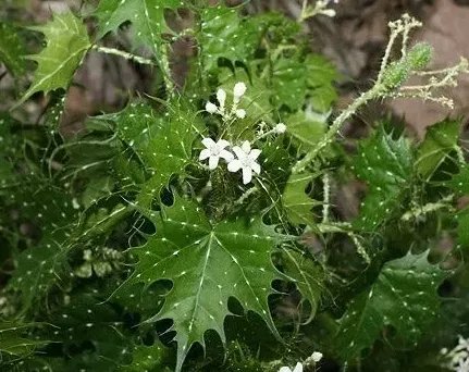 被称为最危险植物的坏女人花,和其他的花有什么不同?
