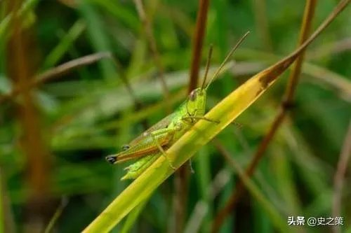 巴基斯坦蝗灾怎么样了？最近怎么感觉没人提及？
