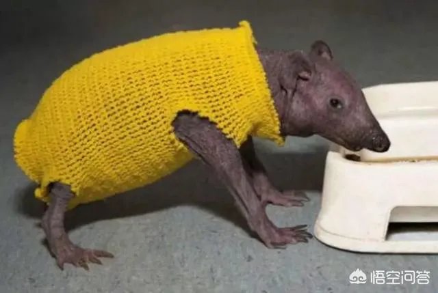 老人给鸡织毛衣保暖，有哪些适合宠物的搭配？