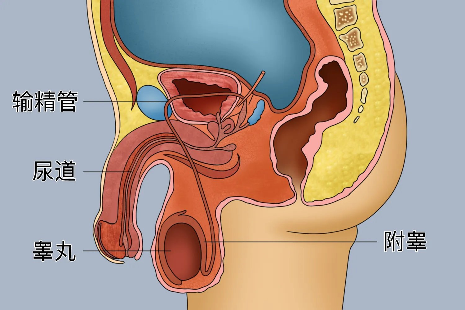 人体内脏器官分布