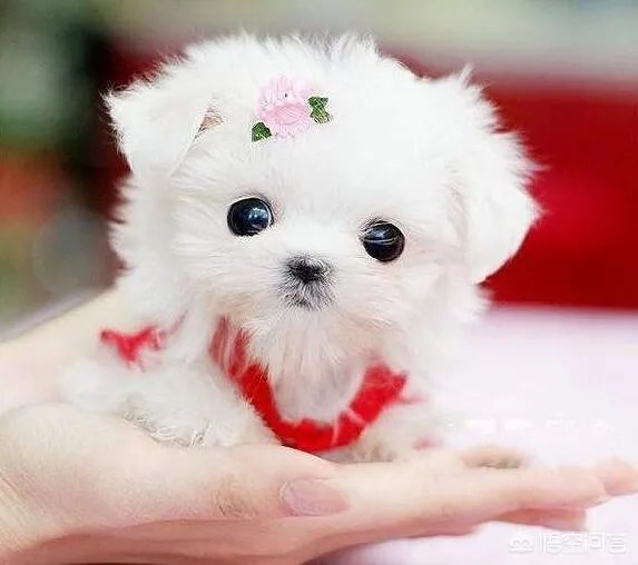 茶杯犬的寿命多长？