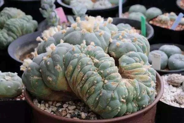 十大最贵的多肉有哪些？