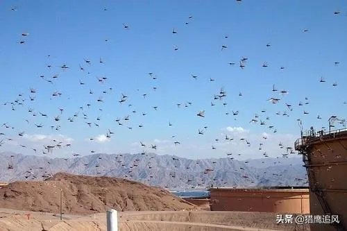 非洲蝗虫成灾，已影响印度和巴基斯坦，会传入中国吗？