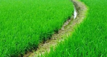 绿色有机农业发展前景如何？投资得注意哪几个问题？