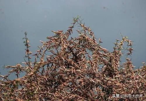 非洲蝗虫成灾，已影响印度和巴基斯坦，会传入中国吗？