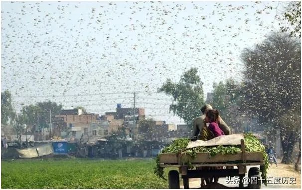 巴基斯坦蝗灾怎么样了？最近怎么感觉没人提及？