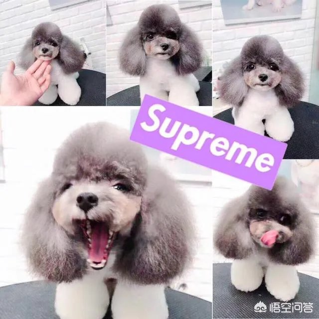 茶杯犬的寿命多长？