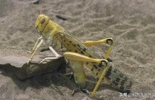 非洲蝗虫成灾，已影响印度和巴基斯坦，会传入中国吗？