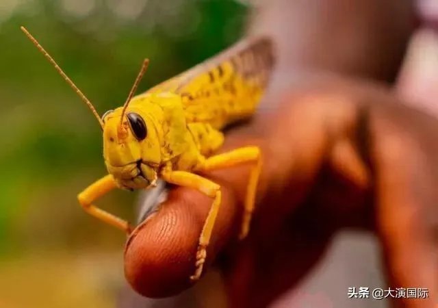 巴基斯坦蝗灾怎么样了？最近怎么感觉没人提及？