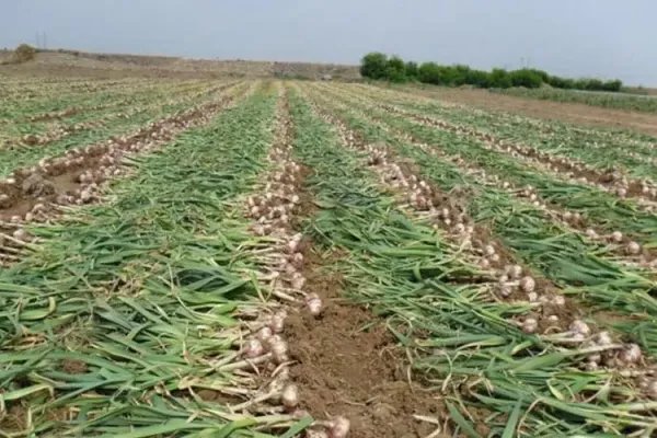 大蒜亩产量一般是多少