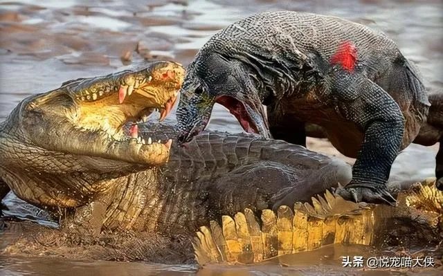 科莫多巨蜥与非洲鳄哪个更厉害？