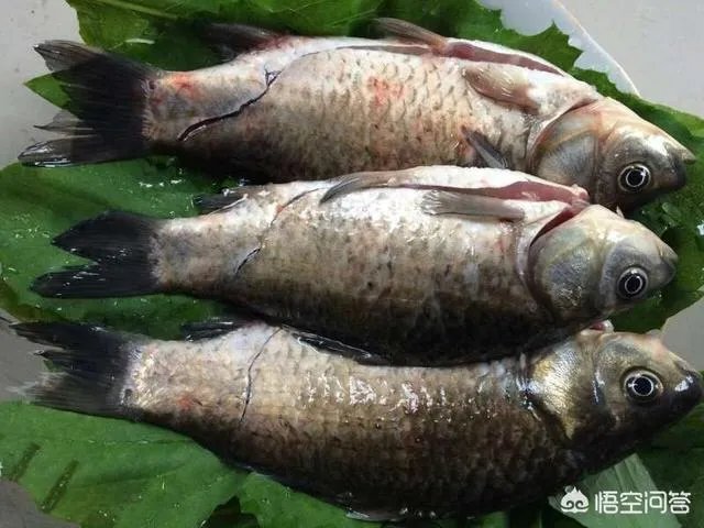 怎样熬鲫鱼汤？