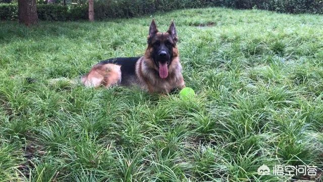 杭州试点“公共遛犬区”，市民终于能带爱犬晒太阳了，你怎么看？