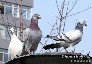 老北京人养信鸽是什么情况？