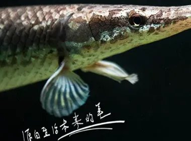 中国古动物馆鳄雀鳝咬伤游客，是否应该停止售卖此类危险动物？