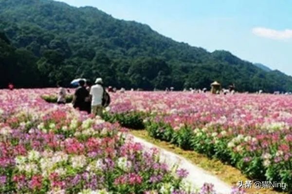 母亲节送什么礼物,最实用的母亲节礼物排行榜？