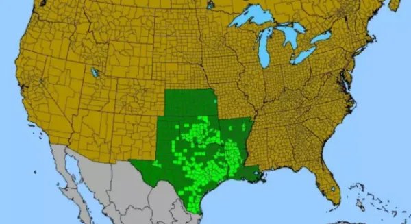 被称为最危险植物的坏女人花,和其他的花有什么不同?