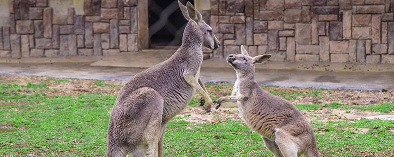 袋鼠中大多数是左撇子还是右撇子 袋鼠到底是左撇子还是右撇子