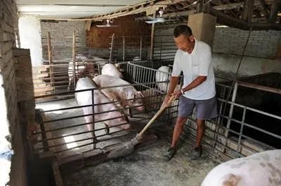 养猪补贴政策2020标准