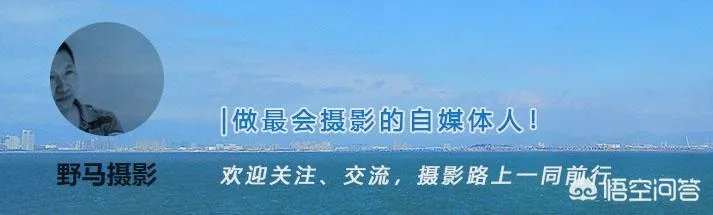 折耳鱼不呼吸在线观看免费