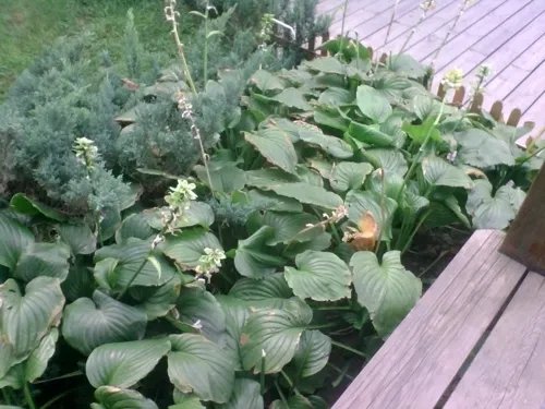 联想A68e 拍照样张