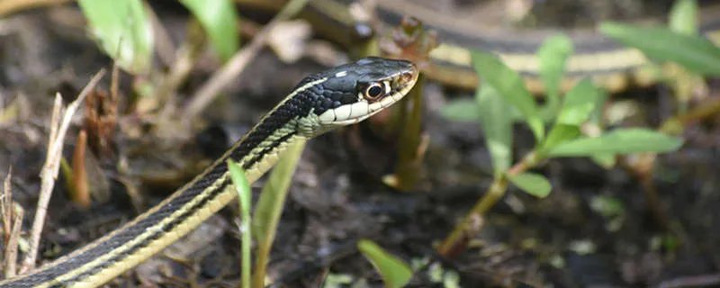 黑曼巴有什么意思