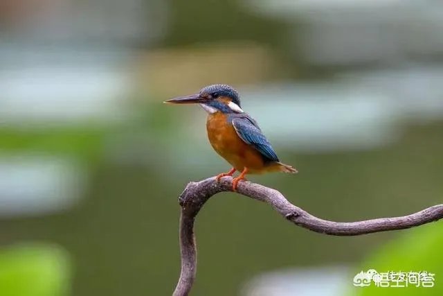 折耳鱼不呼吸在线观看免费