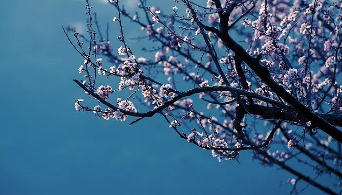 南京的市花是什么 南京的市花是什么花