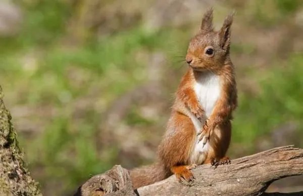 关于松鼠的资料