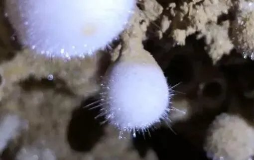 陕西天坑发现天然石元宵是什么情况 网友:一个个又黄又白