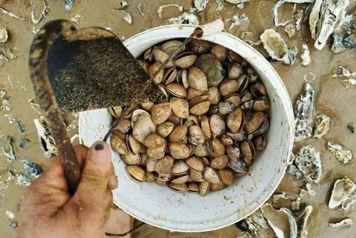 台风后青岛市民们捡来的海鲜在口感上跟普通海鲜有何不同？