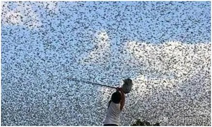 非洲蝗虫成灾，已影响印度和巴基斯坦，会传入中国吗？