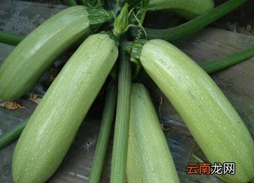 西葫芦产地在哪里 中国西葫芦主产地在哪里