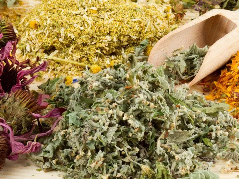 肉苁蓉的作用和功效