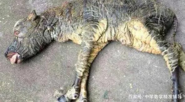 农村经常说“牛生麒麟猪生象”，到底是怎么回事？