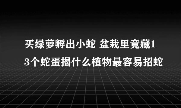 买绿萝孵出小蛇 盆栽里竟藏13个蛇蛋揭什么植物最容易招蛇