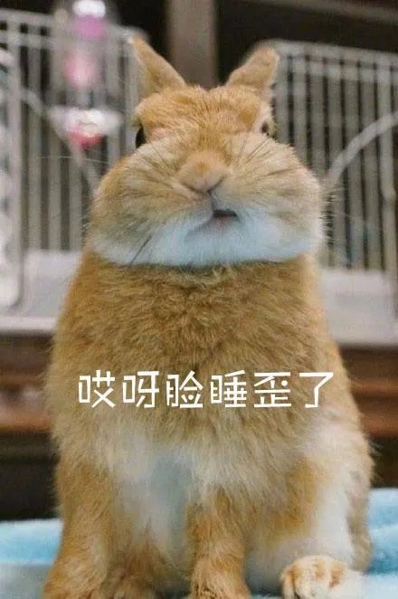 大家有没有特别搞笑的猫咪图片？