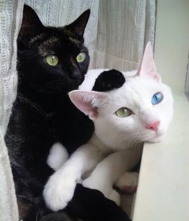 大家有没有特别搞笑的猫咪图片？