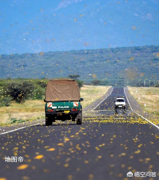 非洲蝗虫成灾，已影响印度和巴基斯坦，会传入中国吗？