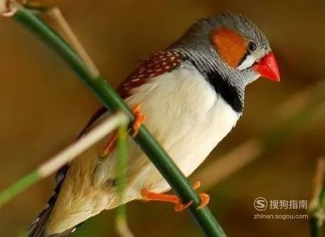 黄雀的饲养方法