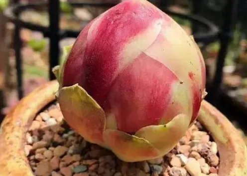 十大最贵的多肉有哪些？