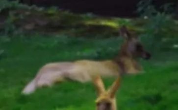 小班体育袋鼠跳跳教案