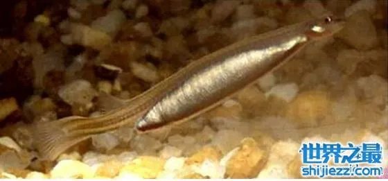 世界十大吸血鬼生物，北极七鳃鳗是最古老的吸血鬼 
