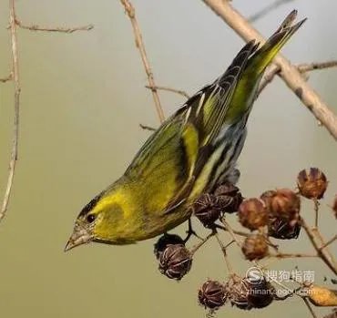 黄雀的饲养方法