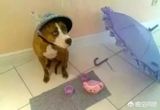 老人给鸡织毛衣保暖，有哪些适合宠物的搭配？